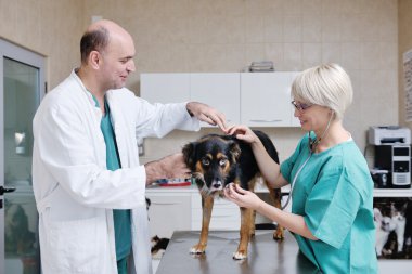 Küçük bir hayvan kliniğinde veteriner ve asistan.