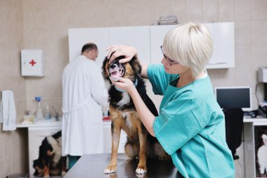 Küçük bir hayvan kliniğinde veteriner ve asistan.