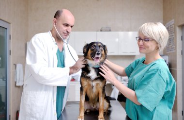 Küçük bir hayvan kliniğinde veteriner ve asistan.