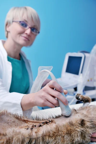 Female veterinary — Stock Photo, Image