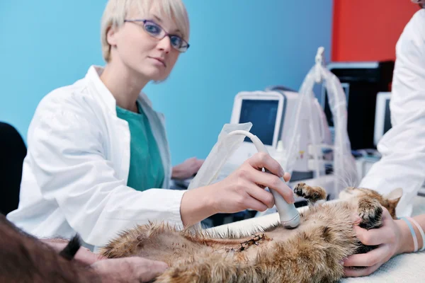 Tierärztin und Assistentin in einer Kleintierklinik — Stockfoto