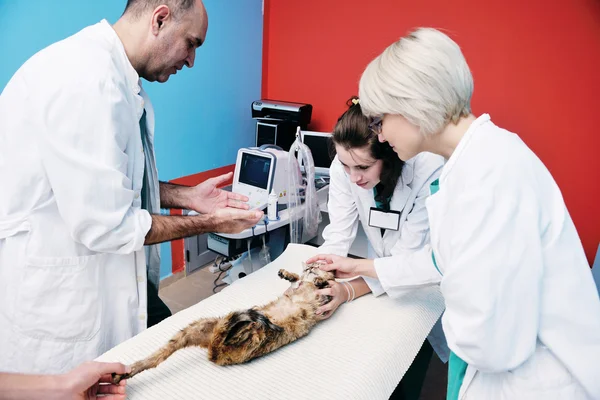 Ветеринар та асистент у маленькій клініці для тварин — стокове фото