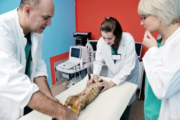 Dierenarts en assistent in een kleine dierenkliniek — Stockfoto
