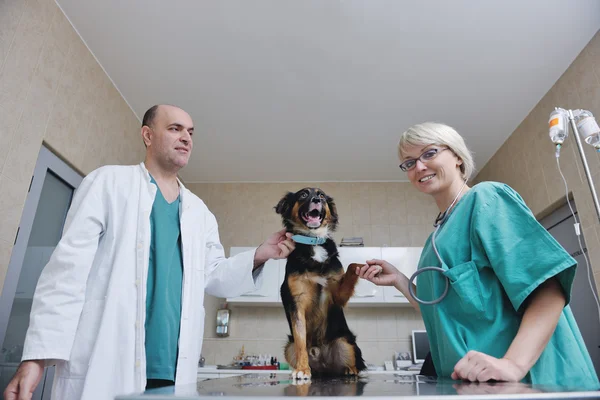 兽医和小动物诊所的助理 — 图库照片