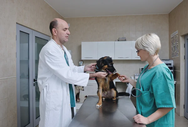 小さな動物病院の獣医師と助手 — ストック写真