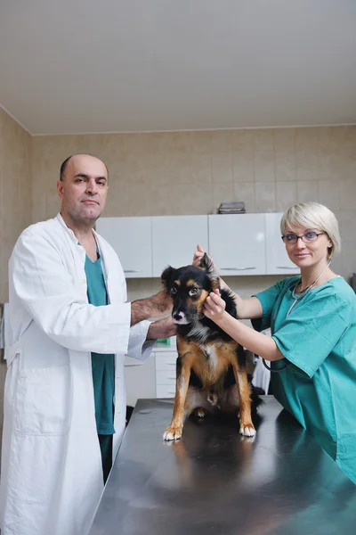 Veterinario y asistente en una pequeña clínica de animales — Foto de Stock