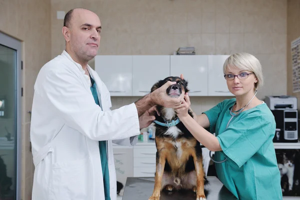 小さな動物病院の獣医師と助手 — ストック写真