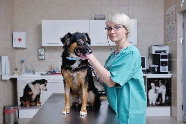 Жіночий ветеринарні — стокове фото