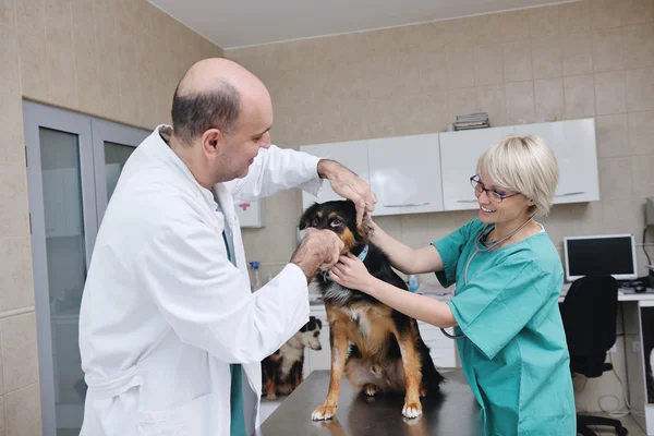 Medic veterinar și asistent într-o clinică de animale mici — Fotografie, imagine de stoc