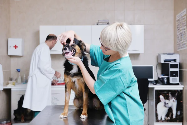 Vétérinaire et assistant dans une petite clinique vétérinaire — Photo