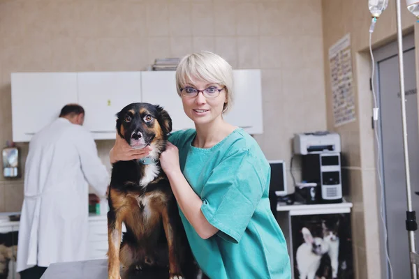 Medic veterinar și asistent într-o clinică de animale mici — Fotografie, imagine de stoc