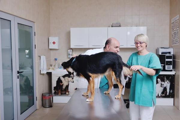 Veterinário e assistente em uma pequena clínica animal — Fotografia de Stock