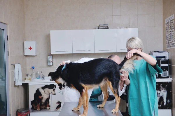 Vétérinaire et assistant dans une petite clinique vétérinaire — Photo