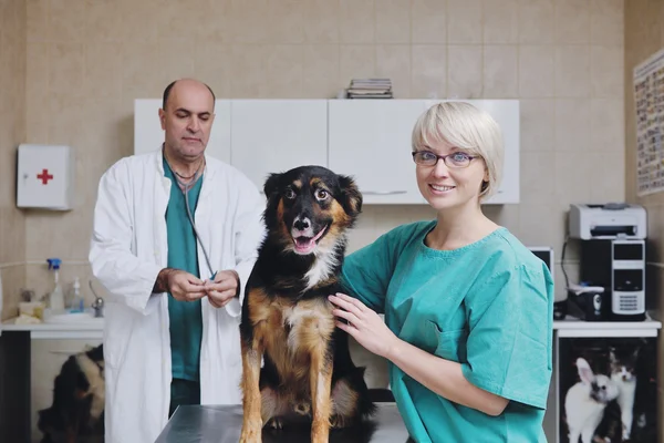 Veterinario y asistente en una pequeña clínica de animales — Foto de Stock