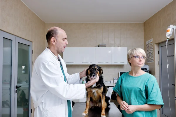 Veterinario e assistente in una piccola clinica per animali — Foto Stock