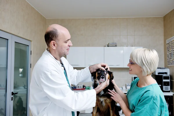 Veterinární lékař a asistent v malé zvířecí klinice — Stock fotografie
