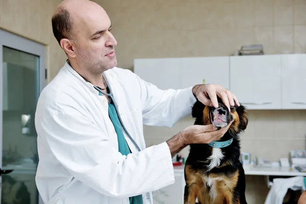 Dyrlæge og assistent i en lille dyreklinik - Stock-foto