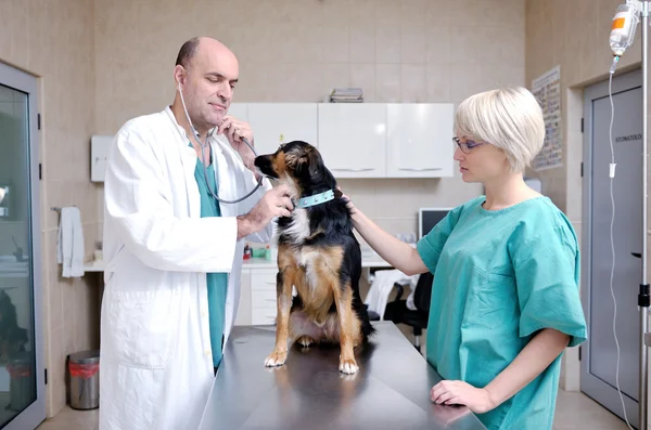 Eläinlääkäri ja avustaja pienellä eläinklinikalla — kuvapankkivalokuva