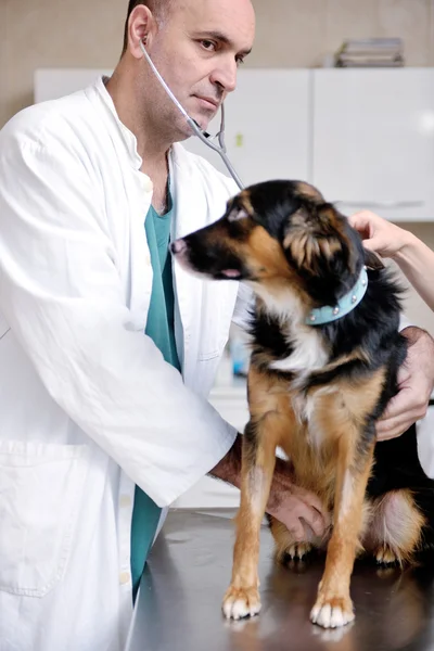 Veterinær og assistent på en liten dyreklinikk – stockfoto