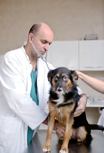 Veterinario y asistente en una pequeña clínica de animales — Foto de Stock