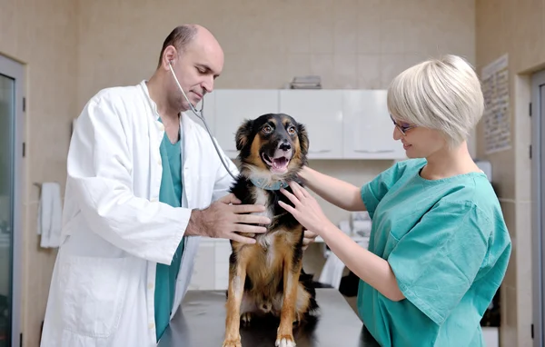 Veterinario y asistente en una pequeña clínica de animales —  Fotos de Stock