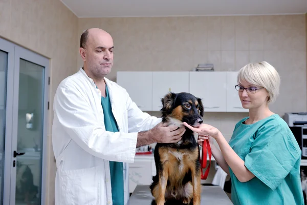 Lekarz weterynarii i asystent w małej klinice dla zwierząt — Zdjęcie stockowe