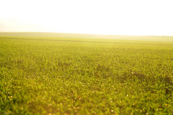 Groen gras op een achtergrond prachtige zonsondergang — Stockfoto
