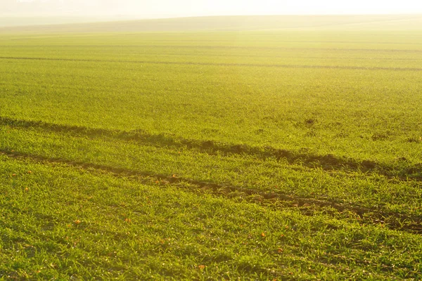Zielona trawa na tle piękny zachód słońca — Zdjęcie stockowe