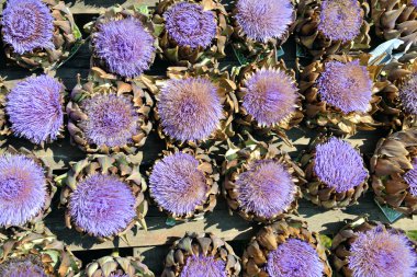 Artichoke purple flower clipart