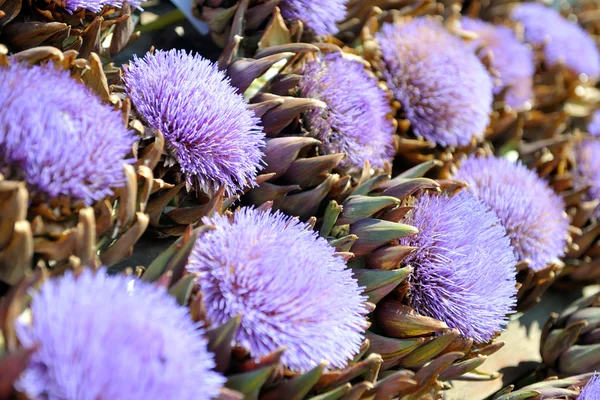 Artichoke purple flower — Stock Photo, Image