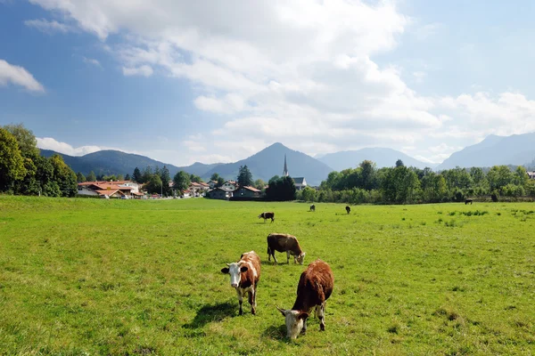 stock image Cow animal on field