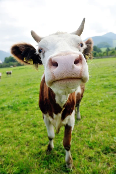 Stock image Cow animal on field