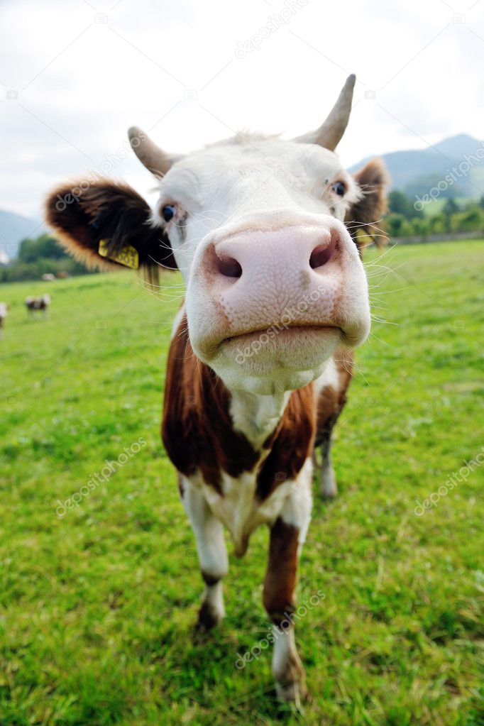 Cow animal on field