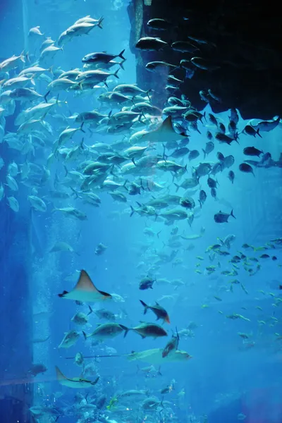 Aquarium avec poissons et récif — Photo
