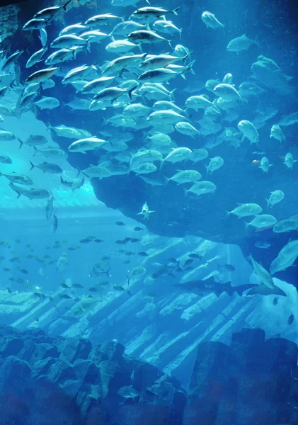 Aquarium mit Fischen und Riffen — Stockfoto
