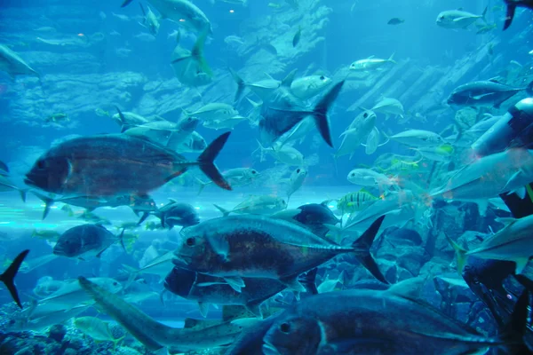 Akvárium halakkal és zátonnyal — Stock Fotó