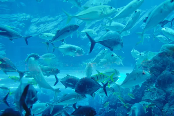 Аквариум с рыбами и рифом — стоковое фото