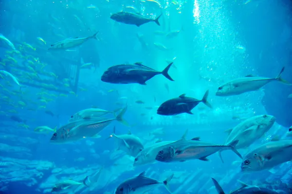 Akwarium z rybami i rafą — Zdjęcie stockowe