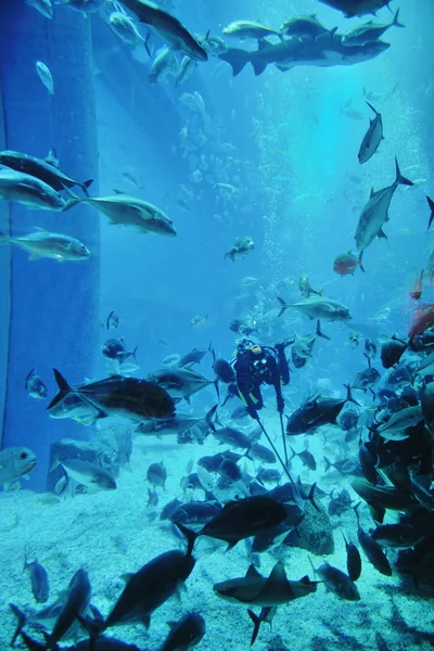魚やサンゴ礁を持つ水族館 — ストック写真