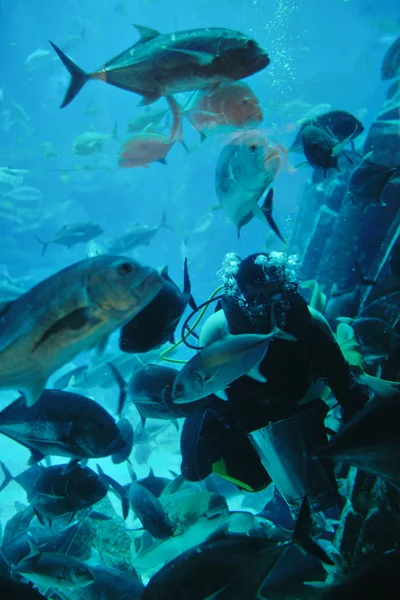 Aquarium avec poissons et récif — Photo