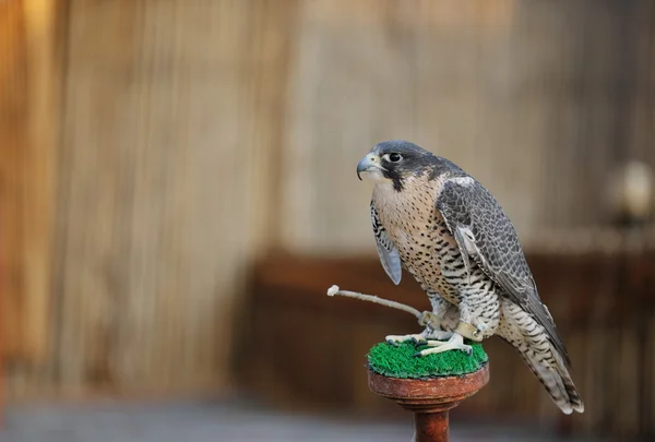 Uccello falco arabo — Foto Stock