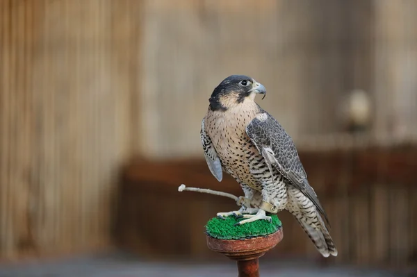 Arabiska falcon fågel — Stockfoto