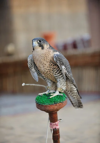 Uccello falco arabo — Foto Stock