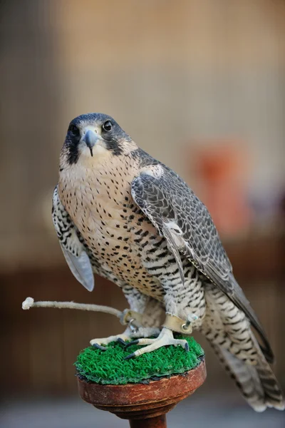 Arabiska falcon fågel — Stockfoto