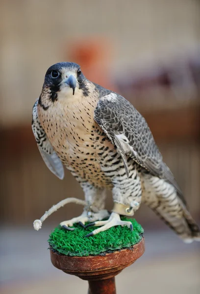 Arabische falcon vogel — Stockfoto