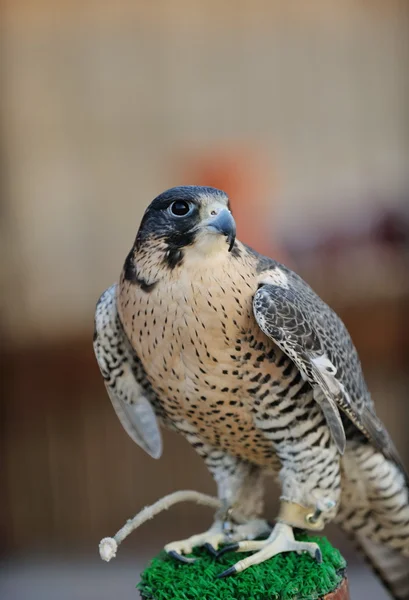 Pássaro-falcão árabe — Fotografia de Stock