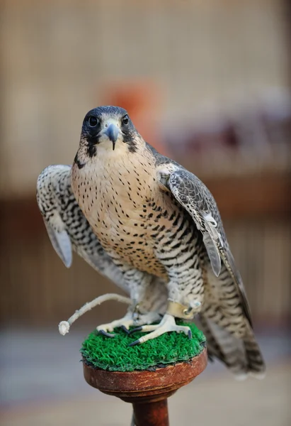 Pássaro-falcão árabe — Fotografia de Stock