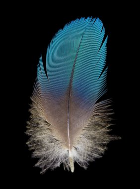 Feather on black background clipart