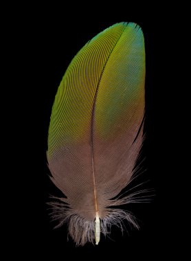 Feather on black background clipart