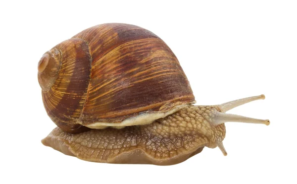 Big snail — Stock Photo, Image